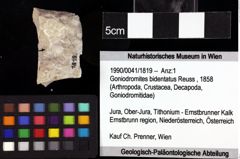Foto (Objket + Etiketten) von Cracensigillatus acutirostrus (Moericke, 1889) 